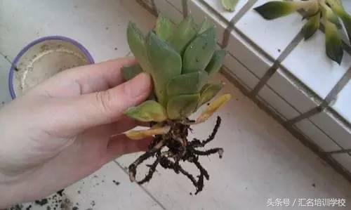 养花烂根枯萎怎么办用什么西药,养花养草烂叶怎么办