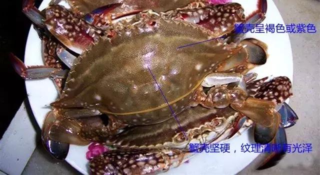 烟台海边海鲜寻找攻略,盘点海鲜市场所有进口大海鲜