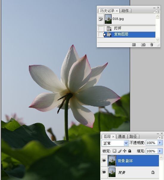 拍荷花用ps做成水墨画方法,ps怎样将拍的荷花p得漂亮免费教程