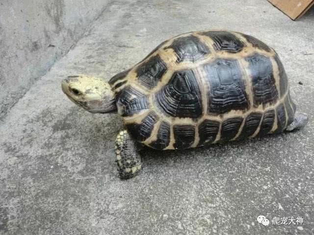 爱护动物手下留情,缅甸陆龟和麒麟龟