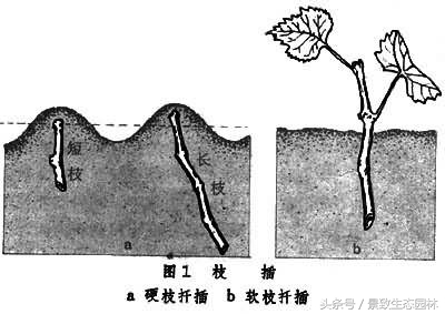 苗木花卉快繁育苗技术合作,最全苗木花卉快速育苗繁殖技术
