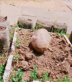 土拨鼠帮奶奶的菜园子除草、松土，累了就躺土里伸个懒腰，晒太阳