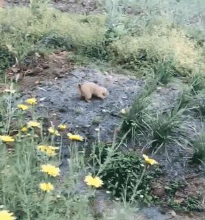 土拨鼠帮奶奶的菜园子除草、松土，累了就躺土里伸个懒腰，晒太阳
