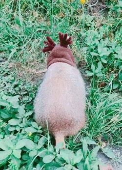 土拨鼠帮奶奶的菜园子除草、松土，累了就躺土里伸个懒腰，晒太阳