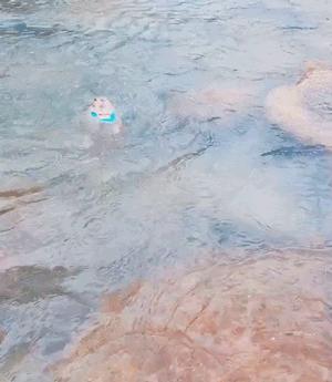 土拨鼠帮奶奶的菜园子除草、松土，累了就躺土里伸个懒腰，晒太阳