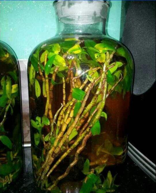 铁皮石斛泡水喝的功效作用,铁皮石斛酿酒的功效