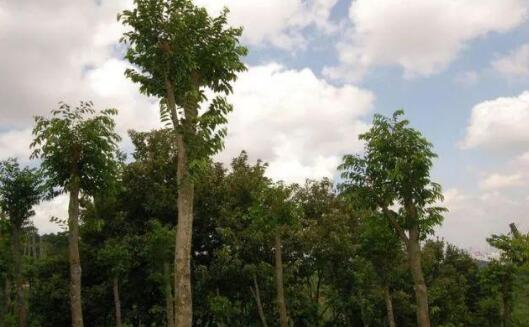 广西大棚种植反季节蔬菜致富案例,盘点种植致富20个好项目触屏版