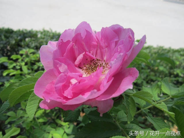 带刺的玫瑰花原唱,带刺的玫瑰花