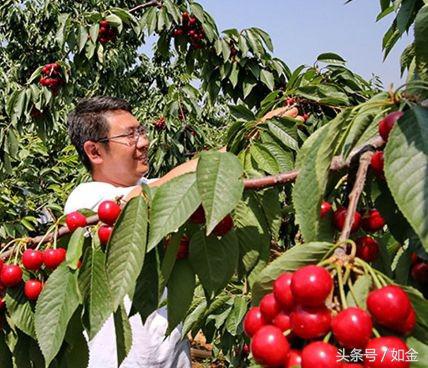 樱桃种植技术的讲解,种植樱桃小技巧小视频
