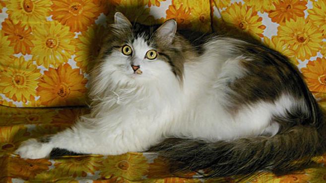 世界上最顶级的猫咪,世界上最巅峰的猫咪