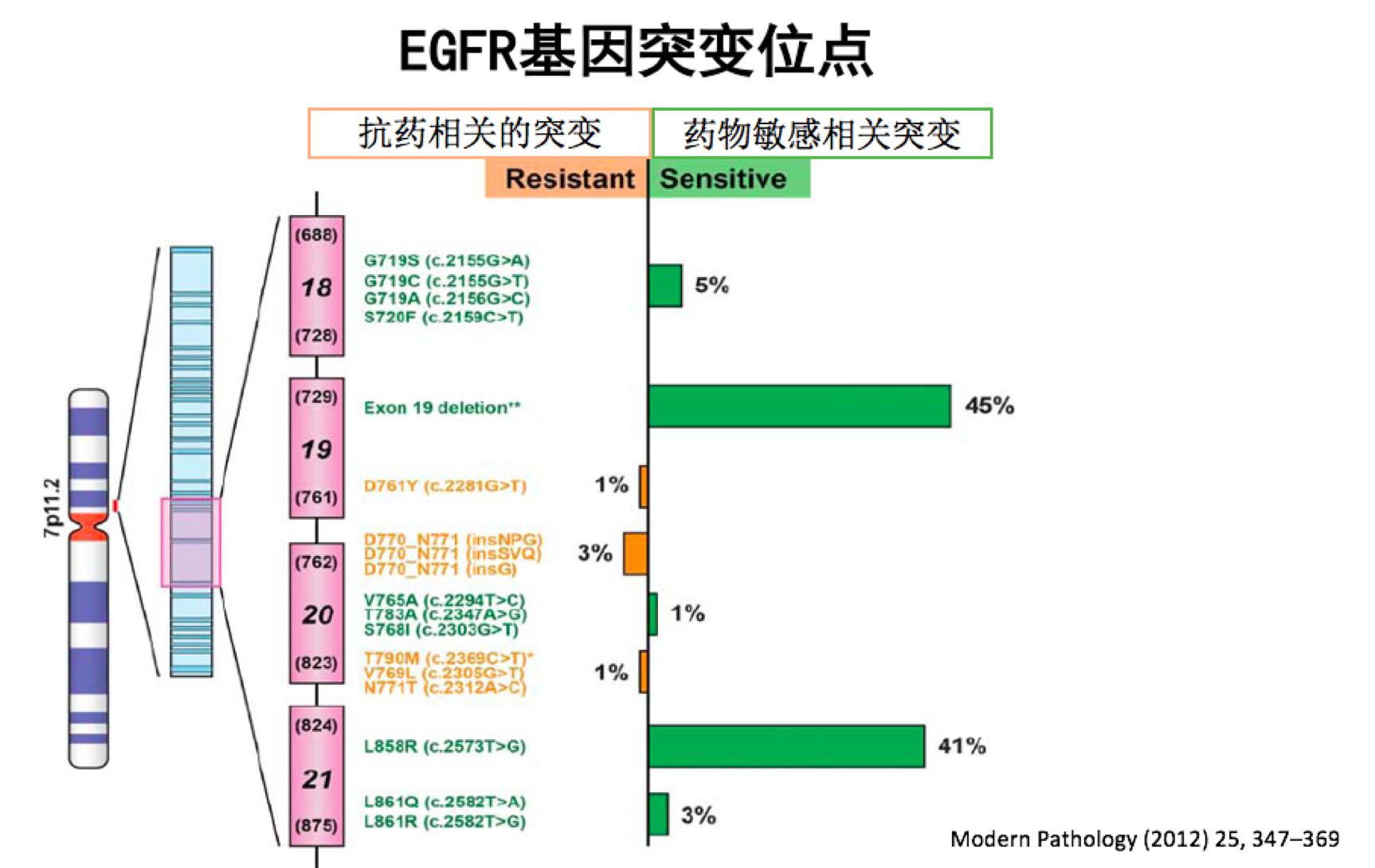 肺癌EGFR基因黄金突变的“反面”可以用靶向药品吗？