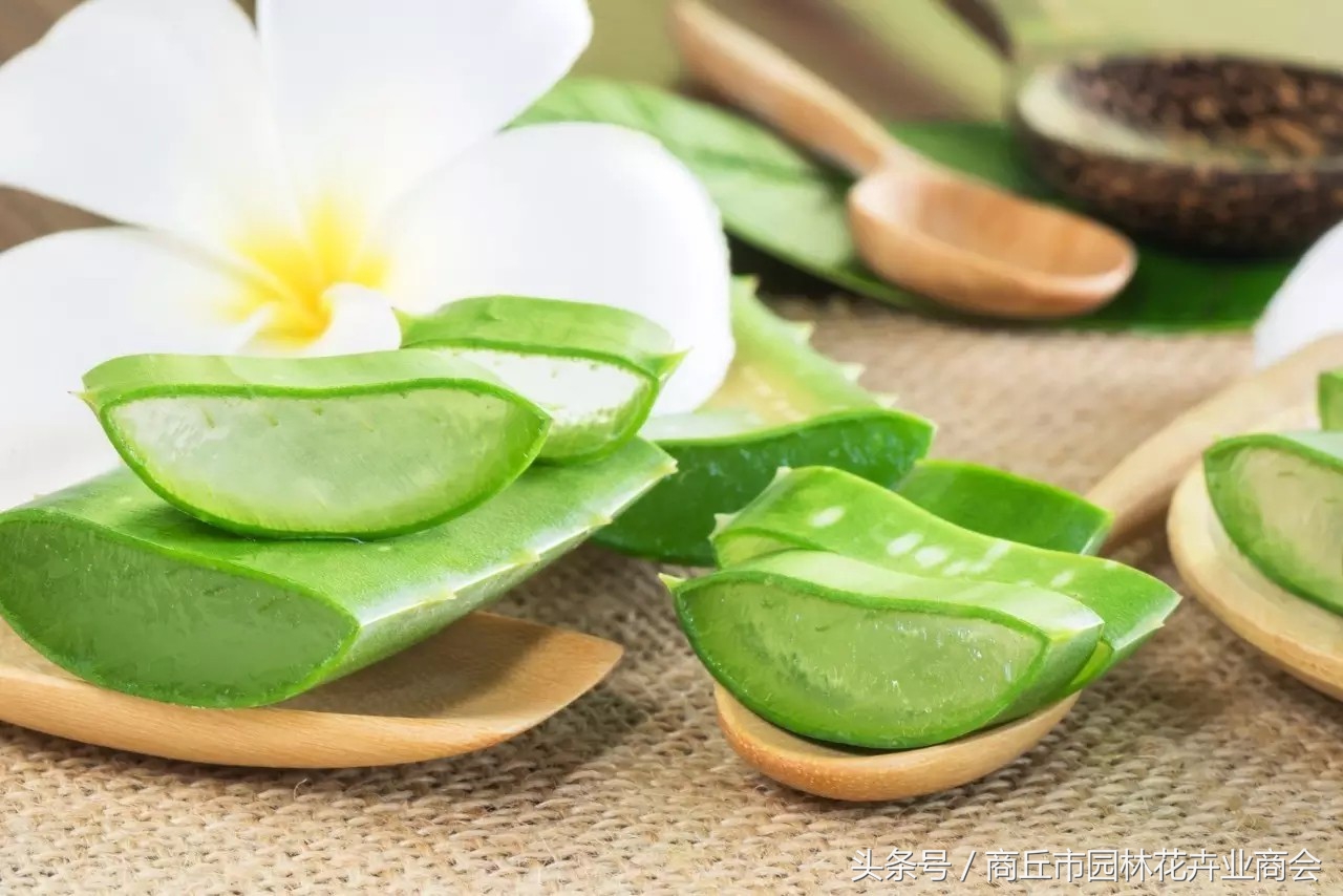 芦荟要怎么养才不会出现黑斑,芦荟有点枯萎怎么救