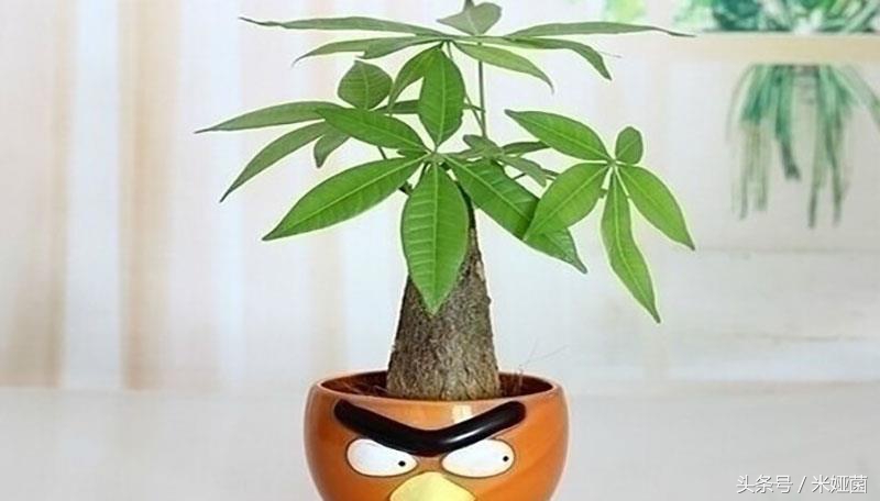 绿植浇水的正确方法,绿植浇水的过程和步骤