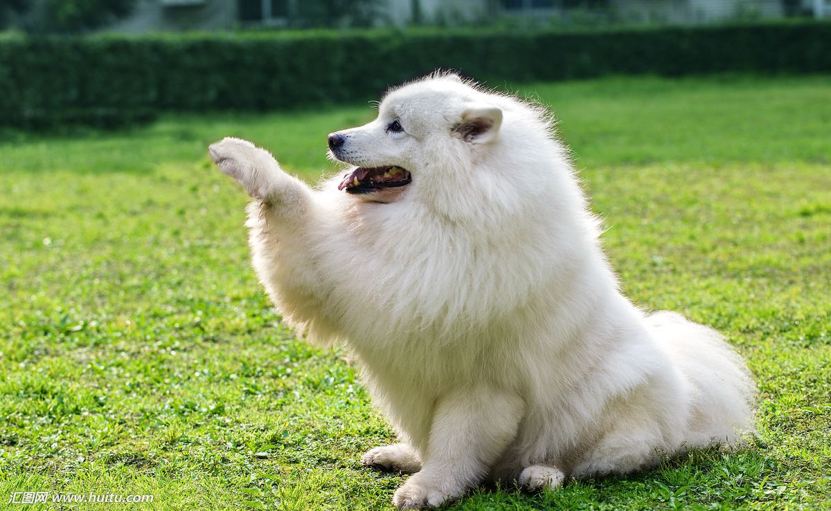 萨摩耶掉毛怎么打理,微笑天使萨摩耶犬怎么打理