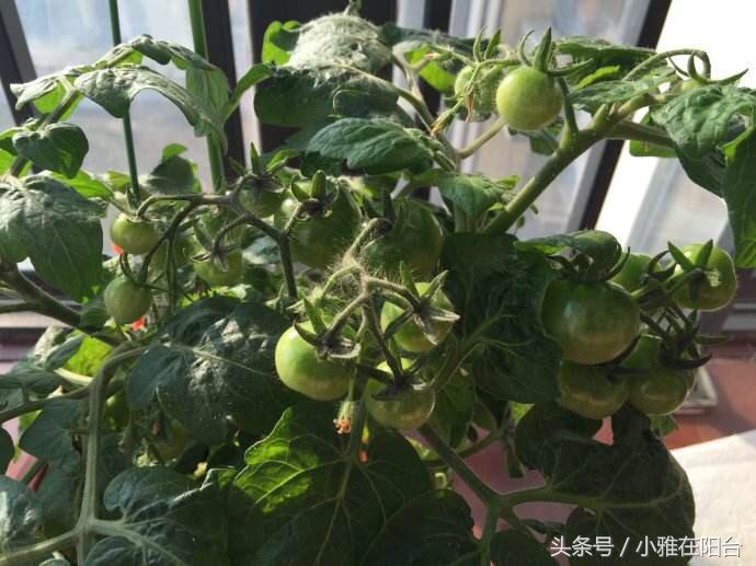 阳台种植蔬菜简单的小妙招家庭版,阳台种菜达人如何种菜