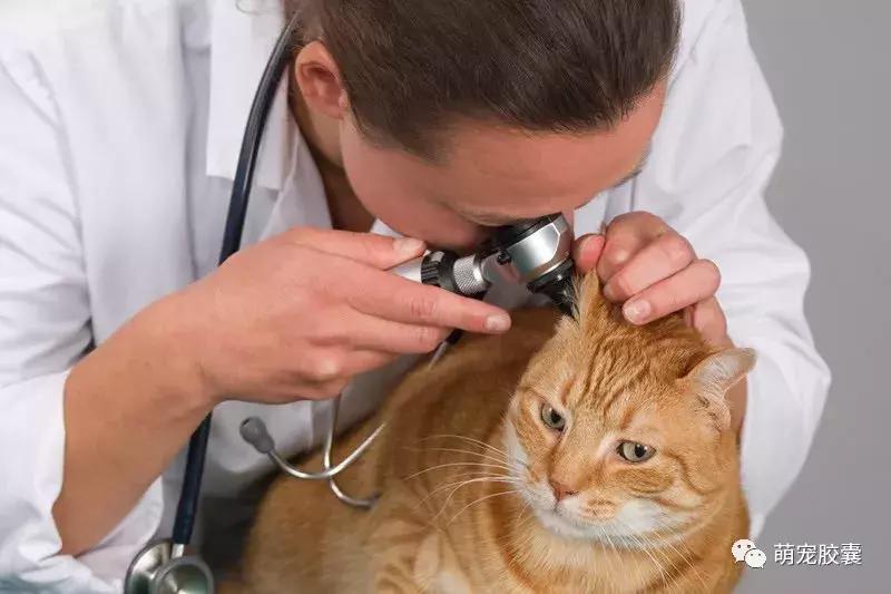 猫咪就诊,猫咪检查炎症的是什么项目