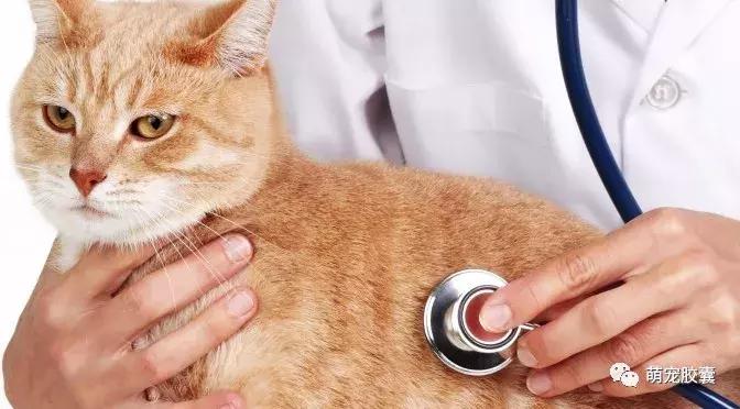 猫咪就诊,猫咪检查炎症的是什么项目