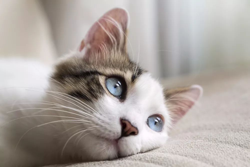 猫咪眼睛里面长了一撮毛,猫咪得病耳朵掉毛