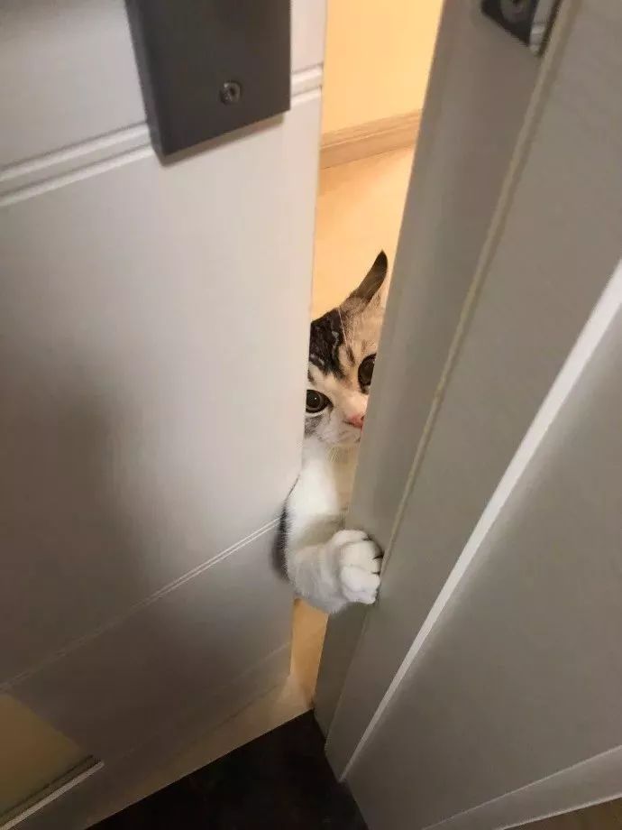 猫咪偷睡在主人床边的原因,猫咪为何喜欢偷嘴