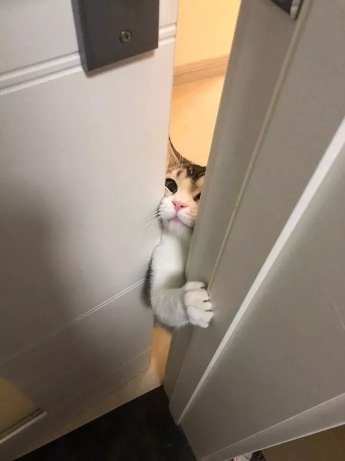 猫咪偷睡在主人床边的原因,猫咪为何喜欢偷嘴