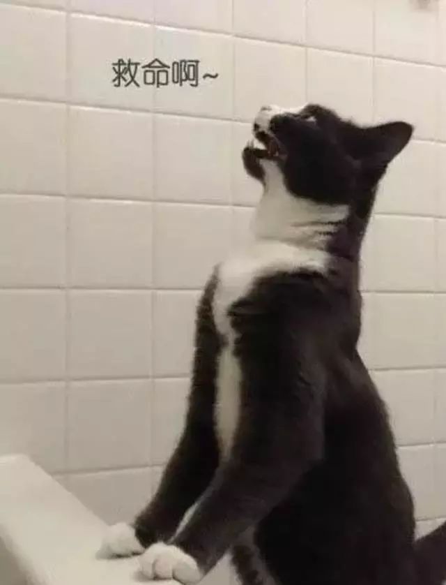 猫咪偷睡在主人床边的原因,猫咪为何喜欢偷嘴