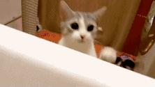猫咪偷睡在主人床边的原因,猫咪为何喜欢偷嘴
