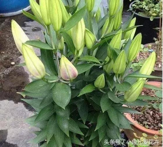 养花浇水知道这14个坑花能活20年,不适合多浇水的8种花