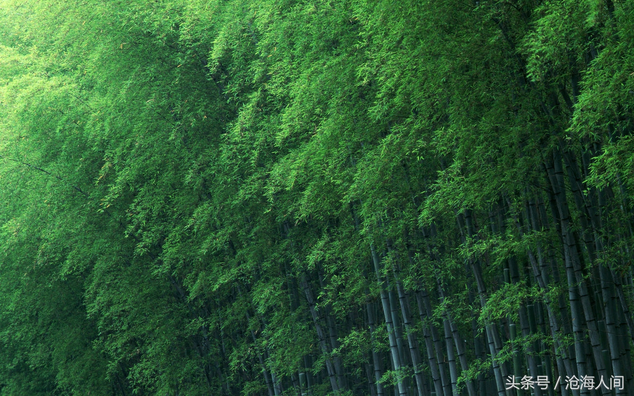 卧虎藏龙背景乐曲古典乐曲,卧虎藏龙竹林背景乐曲