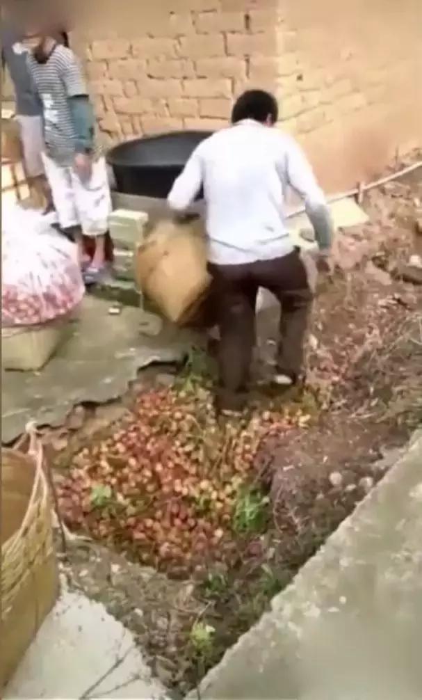 广东荔枝滞销,广西荔枝滞销五毛一斤