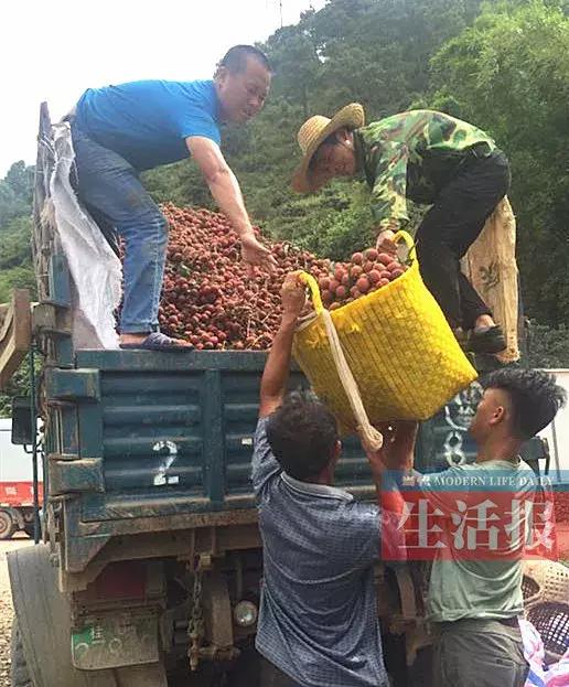 广东荔枝滞销,广西荔枝滞销五毛一斤