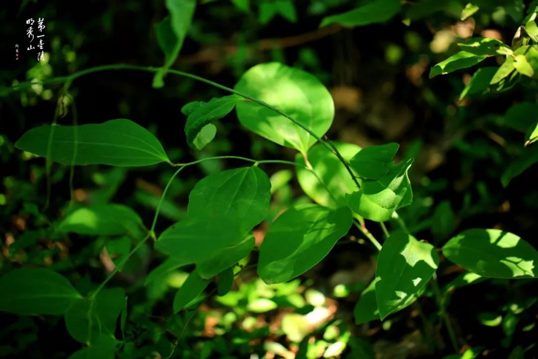 「栖霞山·植物百科」菝葜：开从绿条上，散逐香风远