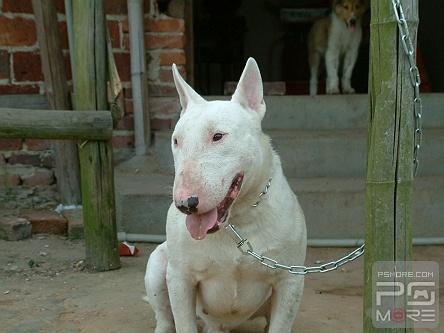 关于世界名狗名犬排行榜,世界名犬狗的品种大全
