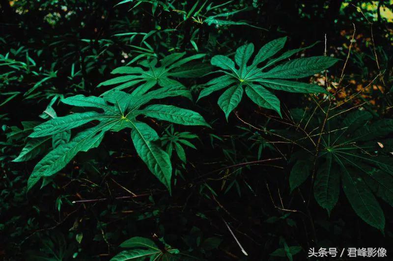 如何调出徕卡德味色彩,如何调出徕卡一样的色彩