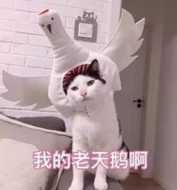 一白遮百丑一胖毁所有下一句,一白遮百丑是谁说的