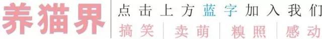 母猫发情要剃毛还叫吗,母猫发情要剃毛还叫