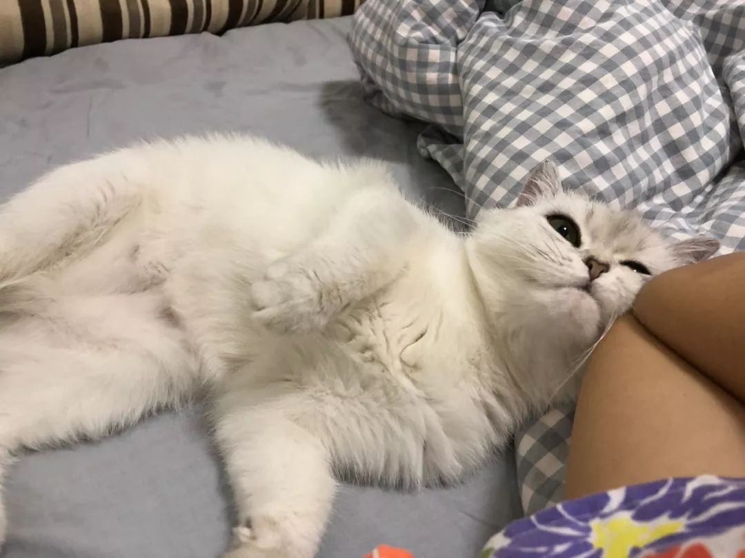 母猫发情要剃毛还叫吗,母猫发情要剃毛还叫