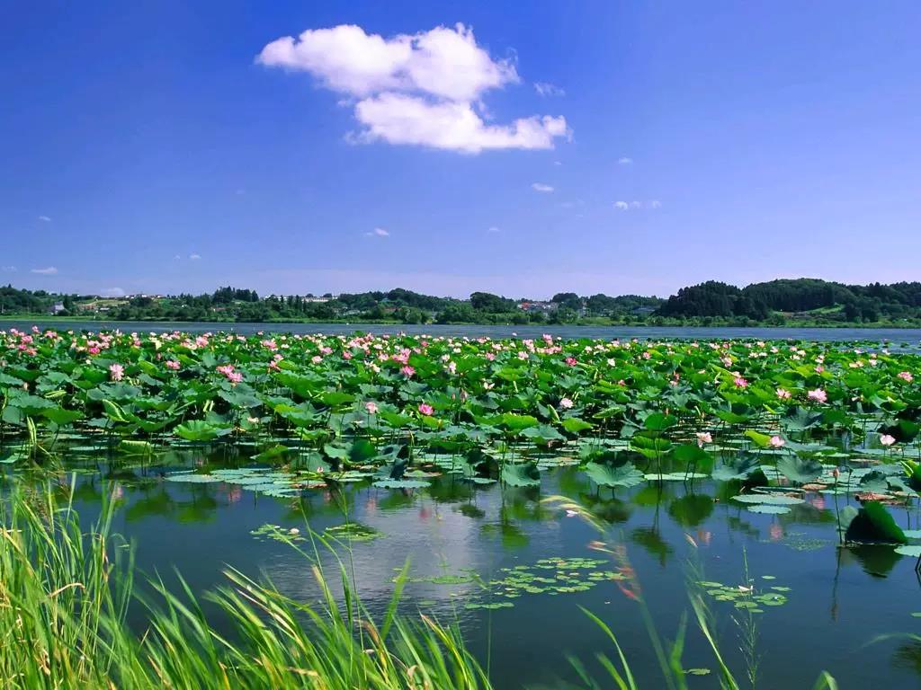 淮阳赏荷什么时候开幕,淮阳区荷花节龙湖旅游