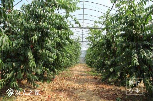悠果观点：该向凤凰佳园领会什么？
