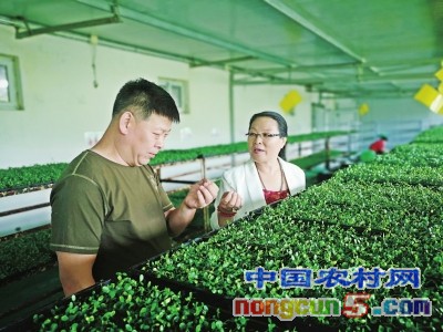 纸上种菜可以种什么,纸上种菜靠谱吗
