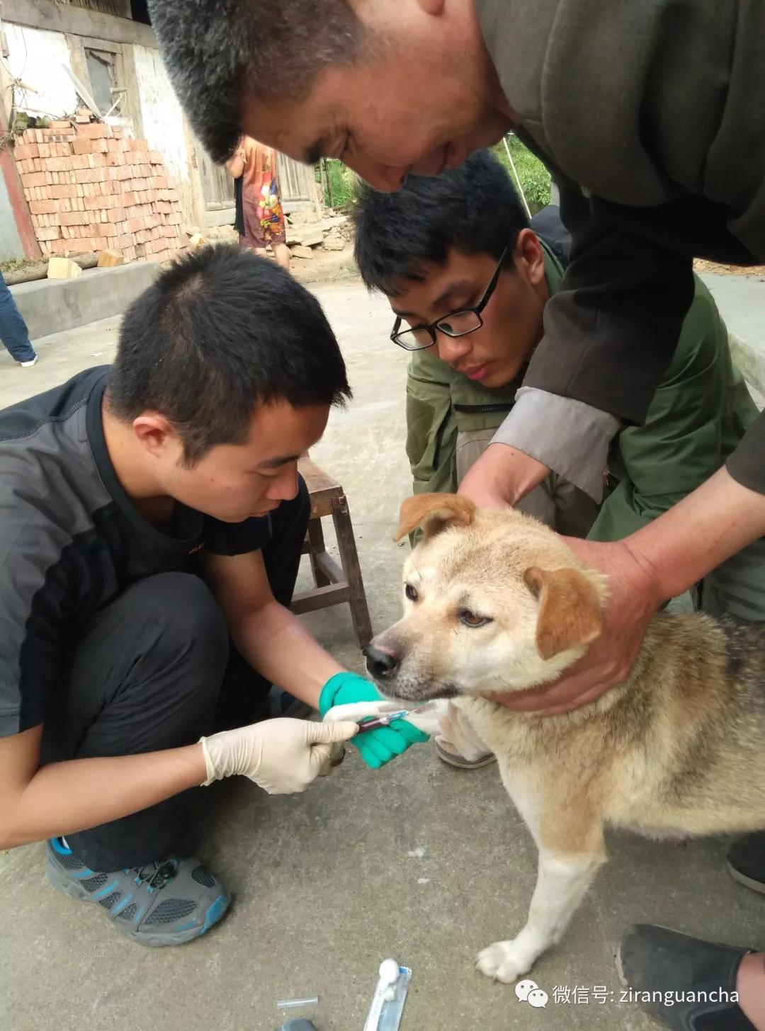 秦岭大熊猫犬瘟热事件,犬瘟热危险期