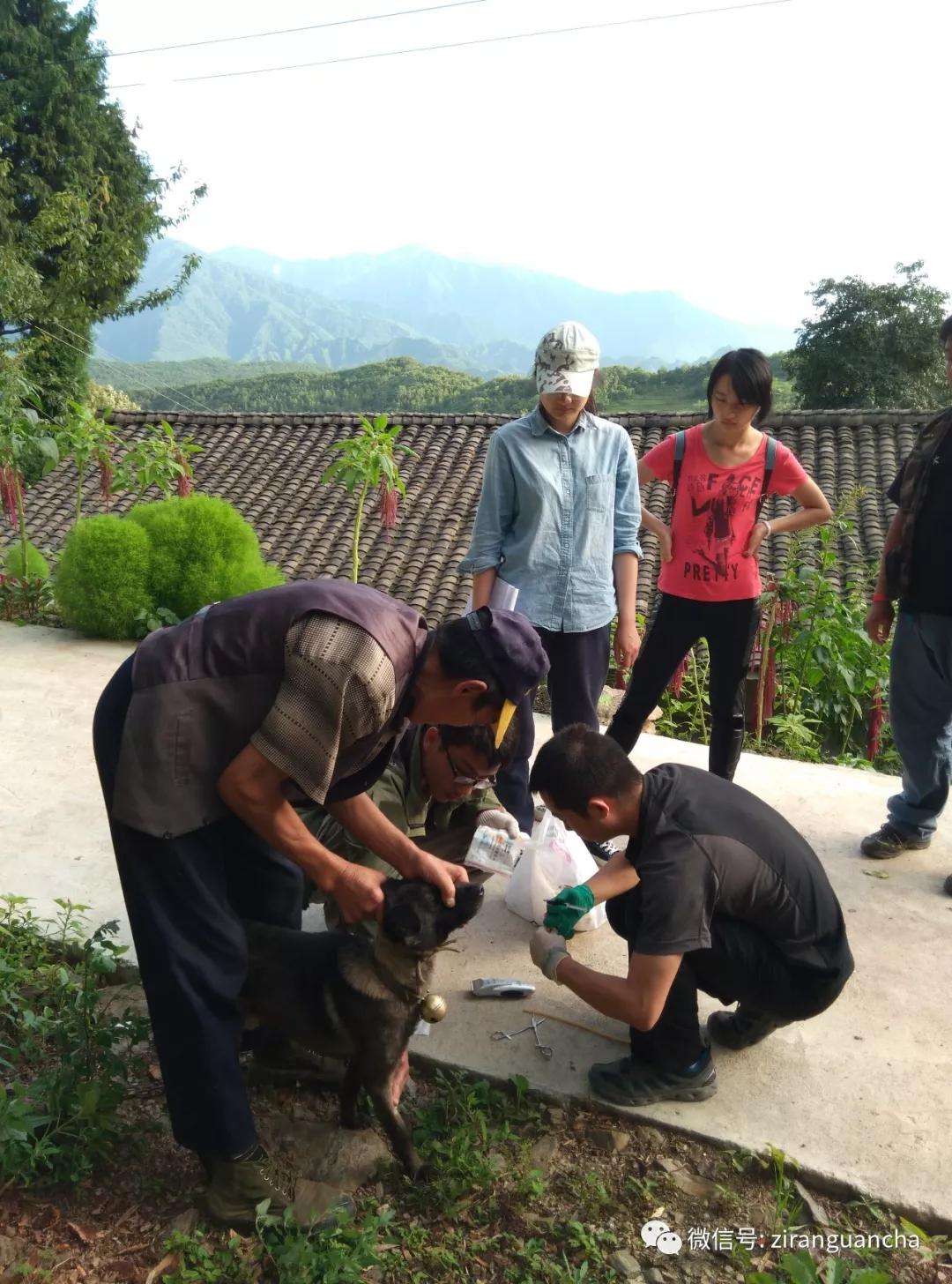 秦岭大熊猫犬瘟热事件,犬瘟热危险期