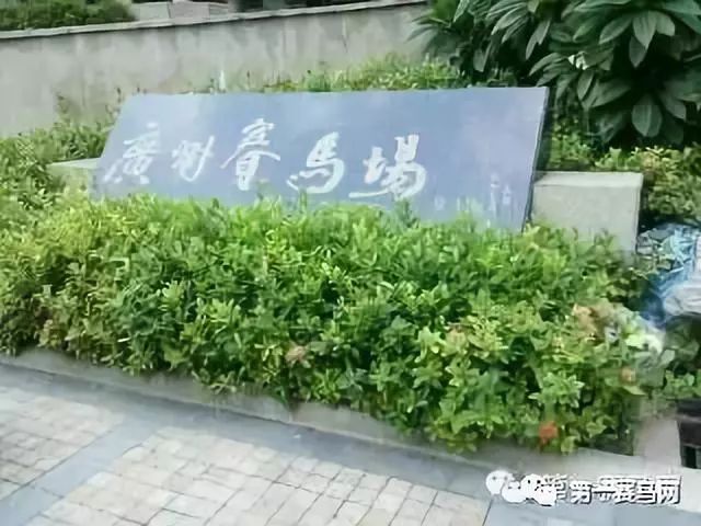 「广州百年赛马系列③」戛然而止！广州赛马何去何从？-1赛马网