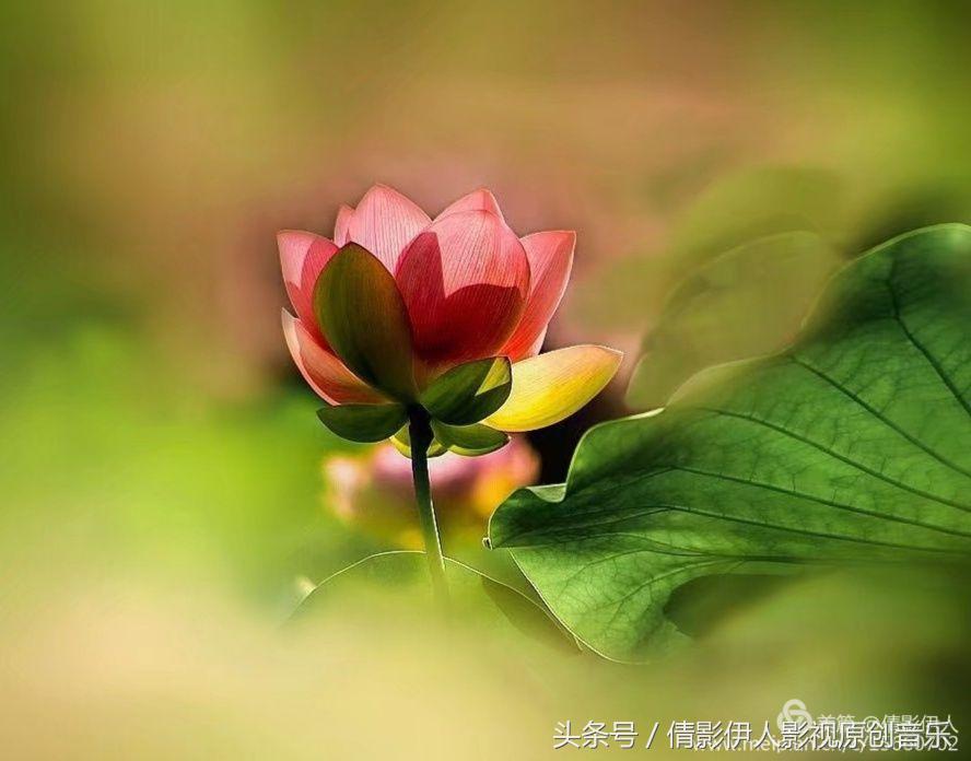 荷花之歌,立夏荷花乐曲