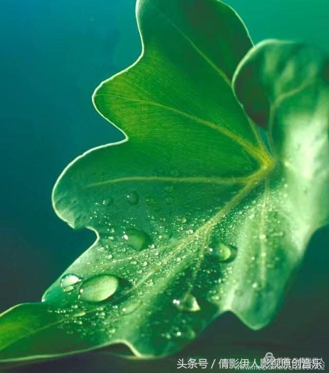 荷花之歌,立夏荷花乐曲