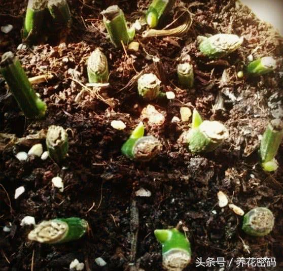 快死的绿萝这样做，救活是分分钟的事