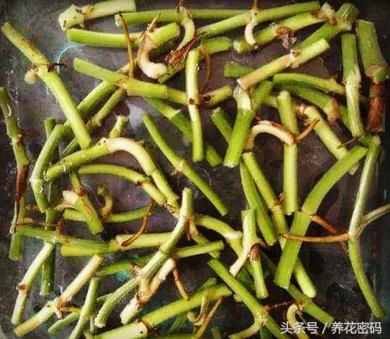 快死的绿萝这样做，救活是分分钟的事