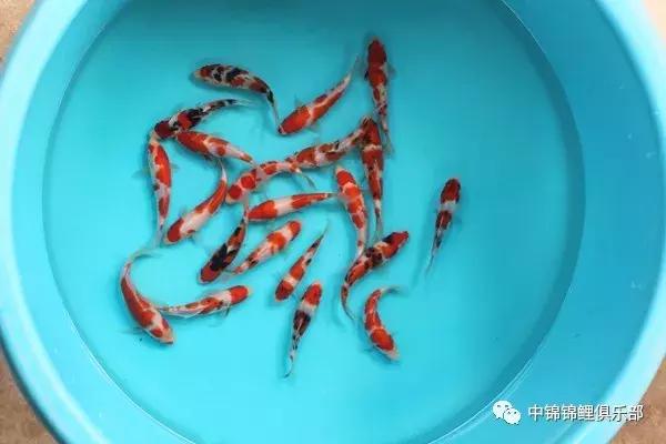 想要养条大鱼,想要养好鱼