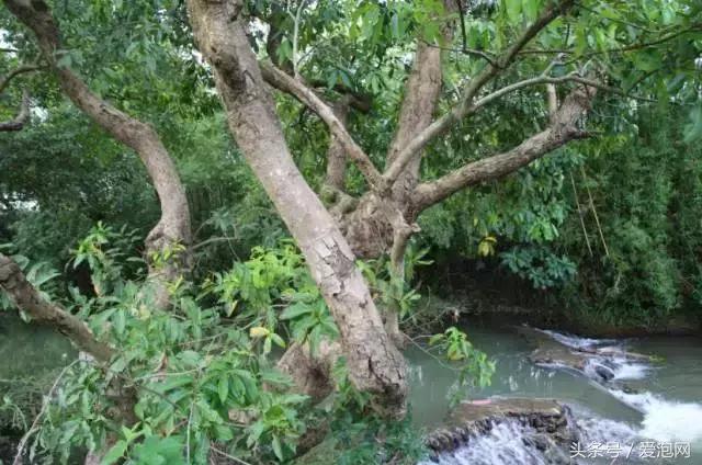 广西最大的红树林湿地,广西最大红树林湿地
