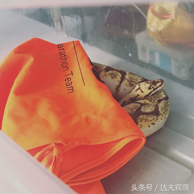 英国人喜欢养什么宠物,蛇当宠物蛇会怎么对待主人