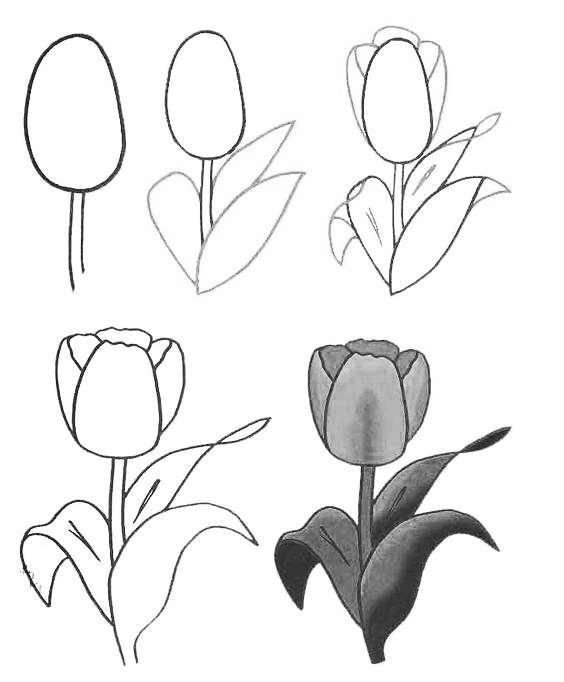 零基础领会简笔画花朵入门,简笔画花卉大全简单小学生